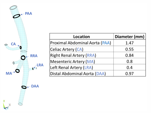 Dimensions of Each Branch in the Abdominal Aorta Model